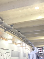 Columba livia domestica