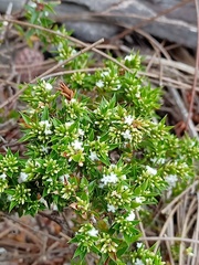 Styphelia appressa