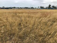 Austrostipa scabra falcata