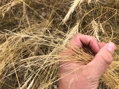 Austrostipa scabra falcata