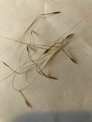 Austrostipa scabra falcata