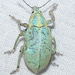 Blue-Green Citrus Root Weevil - Photo (c) Chuck Sexton, some rights reserved (CC BY-NC), uploaded by Chuck Sexton