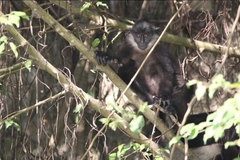 Trachypithecus delacouri