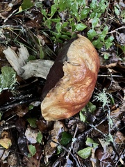Boletus regineus