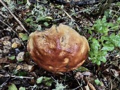 Boletus regineus