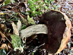 Boletus regineus