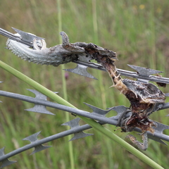 Bradypodion damaranum