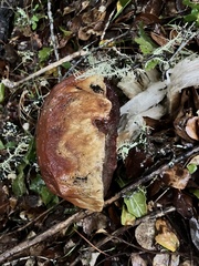 Boletus regineus