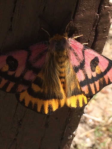 Elegant Sheep Moth photo 4