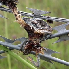 Bradypodion damaranum