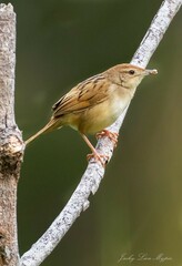 Cincloramphus timoriensis