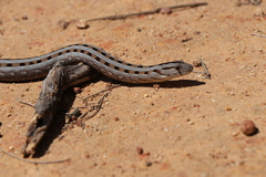 Pygopus lepidopodus