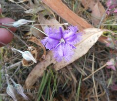 Thysanotus racemoides
