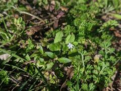 Bothriospermum zeylanicum