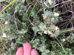 Pimelea spinescens spinescens
