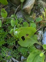 Bothriospermum zeylanicum