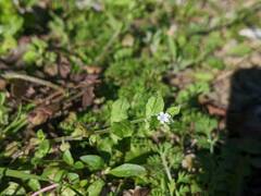 Bothriospermum zeylanicum