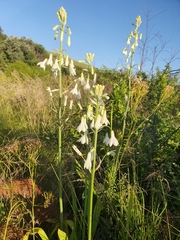 Ornithogalum princeps