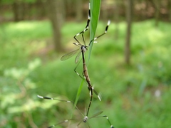 Bittacomorpha clavipes