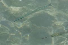 Tylosurus crocodilus