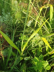 Ornithogalum princeps