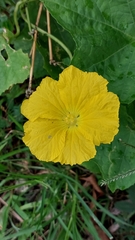 Luffa aegyptiaca