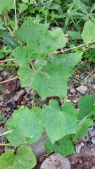 Luffa aegyptiaca