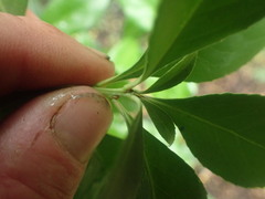 Berberis wallichiana