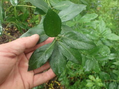 Nothofagus obliqua