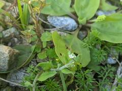 Bothriospermum zeylanicum
