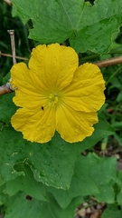 Luffa aegyptiaca
