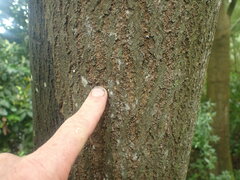 Nothofagus obliqua