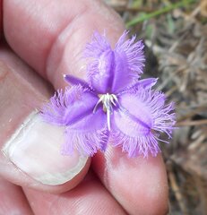 Thysanotus racemoides