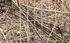 Aphelocoma californica