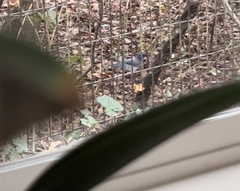 Aphelocoma californica