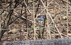 Aphelocoma californica