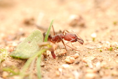 Odontomachus desertorum
