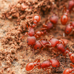 Pogonomyrmex imberbiculus