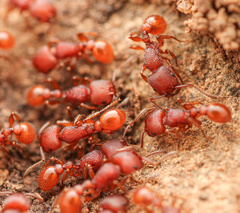 Pogonomyrmex imberbiculus