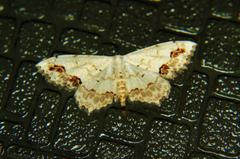 Scopula pulchellata