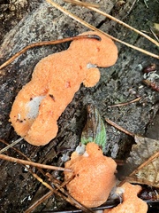 Dictydiaethalium plumbeum