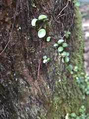 Phasmatinae