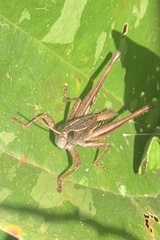 Zonocerus variegatus