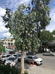 Magnoliopsida