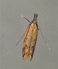 Dichomeris acuminatus