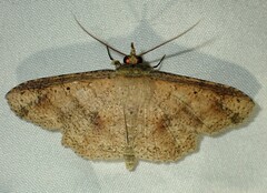 Erebostrota stenelea