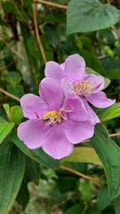 Melastoma malabathricum