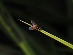 Huttonobesseria verecunda