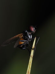 Huttonobesseria verecunda