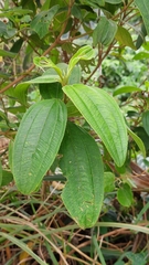 Melastoma malabathricum